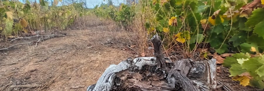 Estudio agrológico regional: nueva área de mapeo y caracterización de suelos 