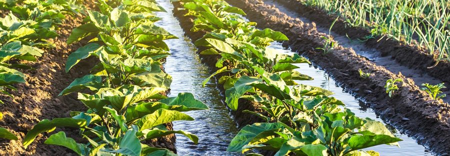 ¿Cuánta agua requiere la agricultura de la región?: Determinación de la Demanda Agrícola